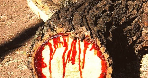 BloodwoodTree