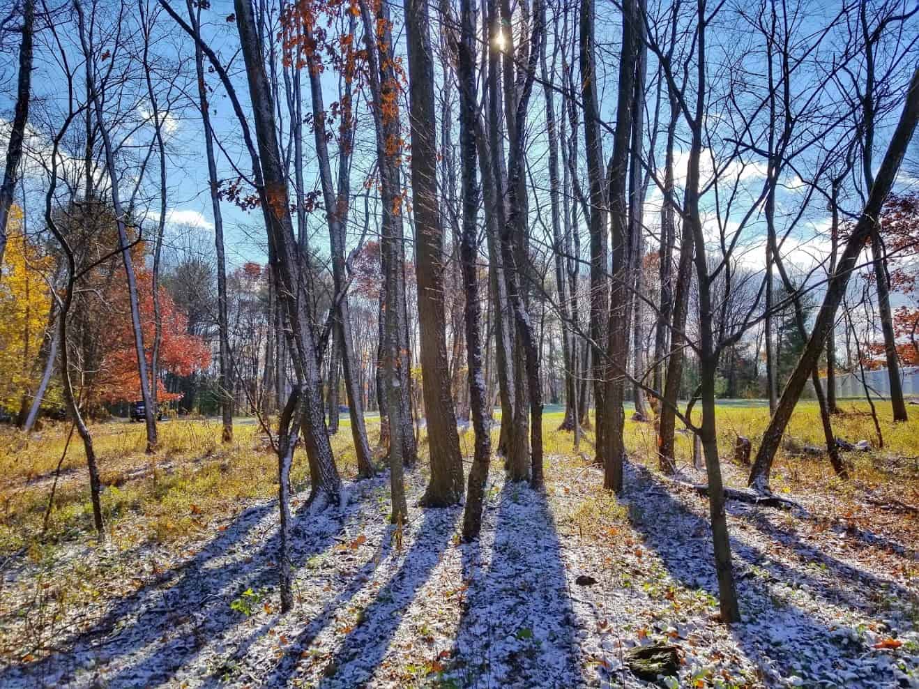 land trees sun snow