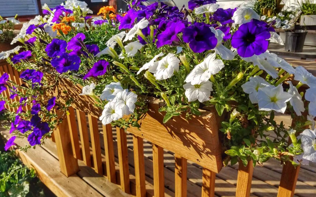 Planter Boxes Compliment Any Yard